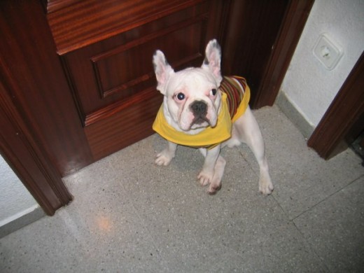 Este es mi Frenchie Lucas, tiene 4 añitos. Es sordo ya que es casi albino, pero hace la misma vida que un perro normal, la única diferencia que tiene alérgias ya que tiene la piel rosa, no puede ponerse al sol aunque él se pone a ratos porque le gusta. Es cariñoso, juguetón, le encanta estar con perros y personas, dormilón, cuandi estás distraido se puede comer tu desayuno y se lleva las manzanas y naranjas para jugar y luego se las come.